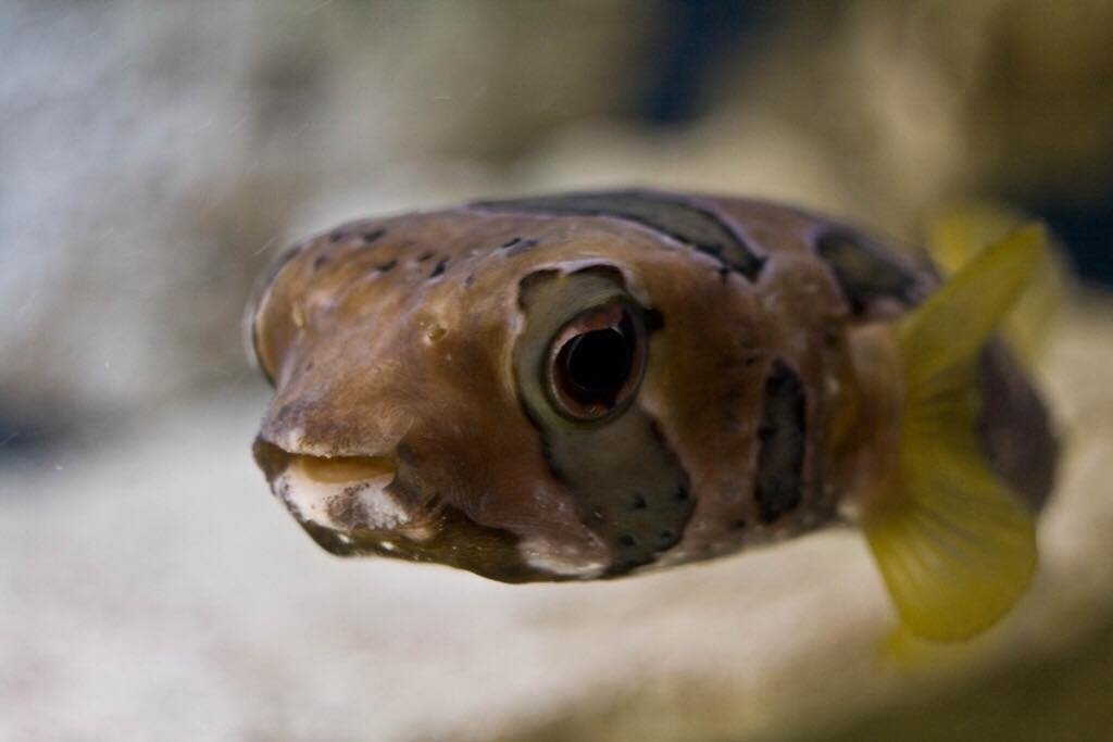 oceanarium Pobierowo