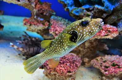 Oceanarium w Pobierowie i Niechorzu